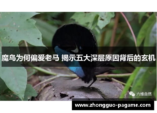 魔鸟为何偏爱老马 揭示五大深层原因背后的玄机